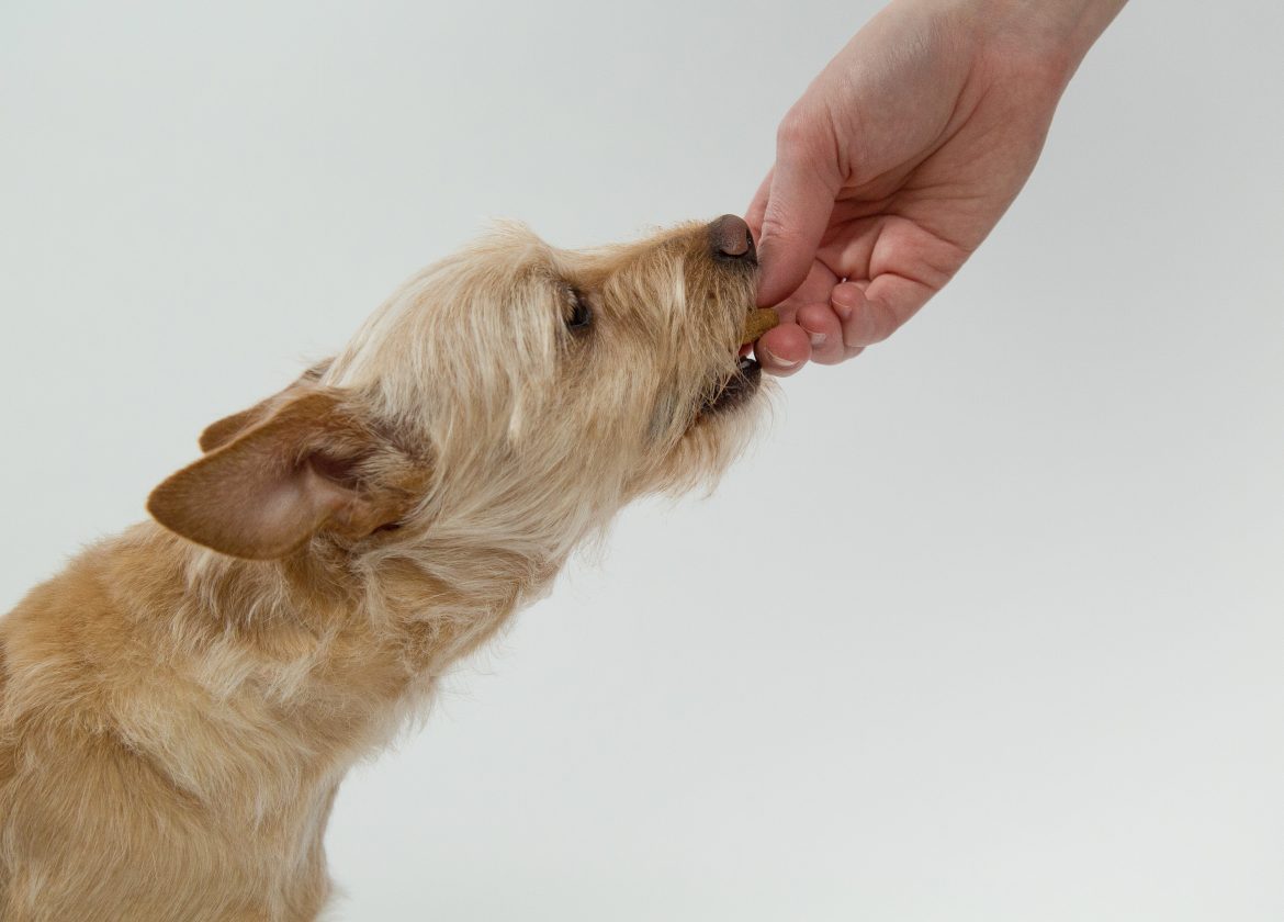 friandise chien