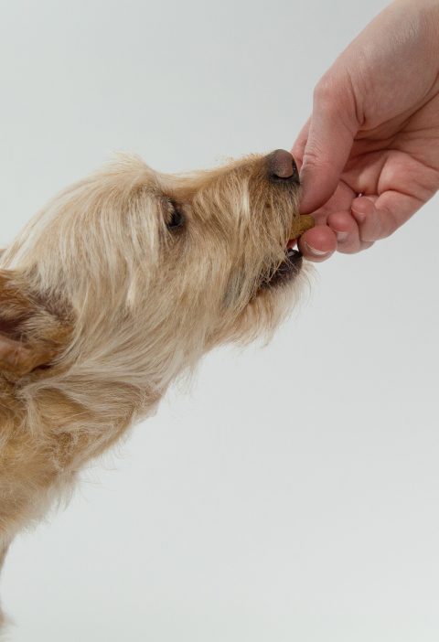 friandise chien