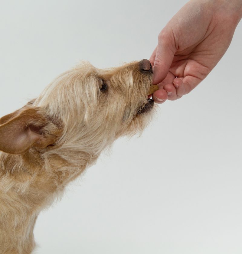 friandise chien
